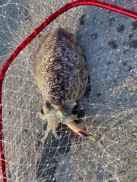 コウイカサイトフィッシング