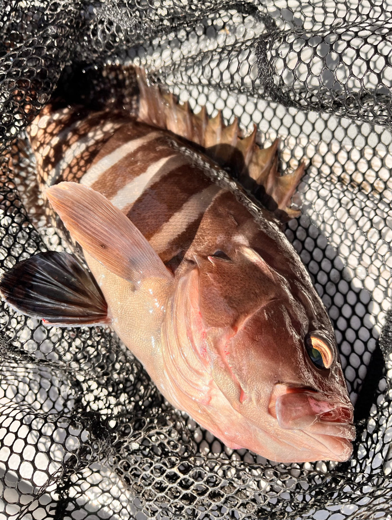 ゴールデン五目便