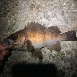 アジフライを探してメバリング?