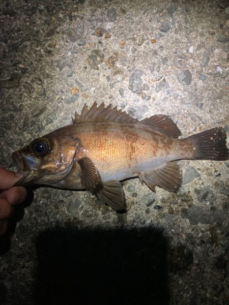 アジフライを探してメバリング？