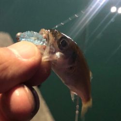 アジングなのにムツングに…