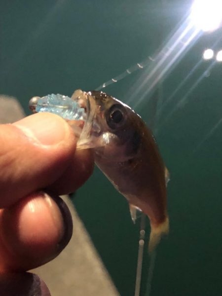 アジングなのにムツングに…