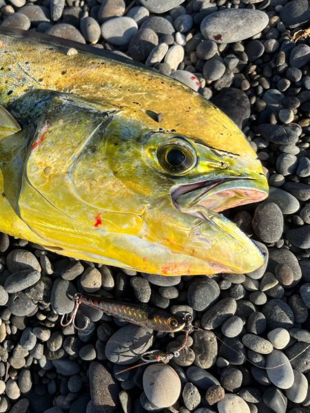 サーフシイラ出ました！