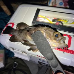 久しぶりのメバル探し