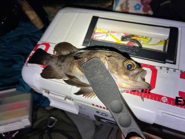 久しぶりのメバル探し