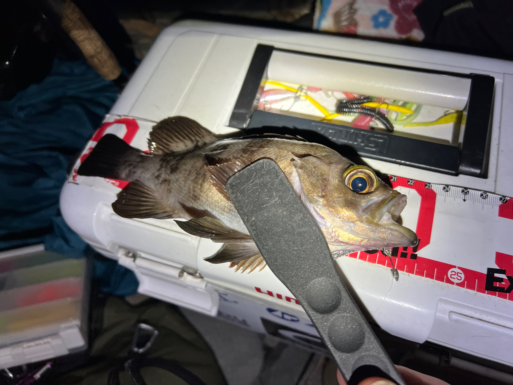 久しぶりのメバル探し