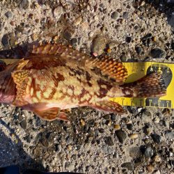 思ってもみなかったカサゴが釣れました