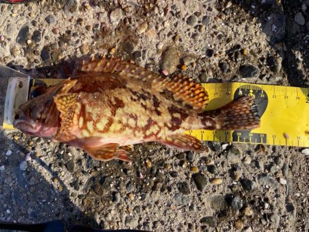 思ってもみなかったカサゴが釣れました