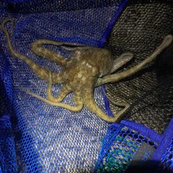 タコハンティング