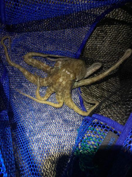 タコハンティング