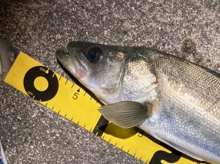 シーバスフィッシング