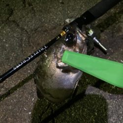 トリプルクロスで春メバリング