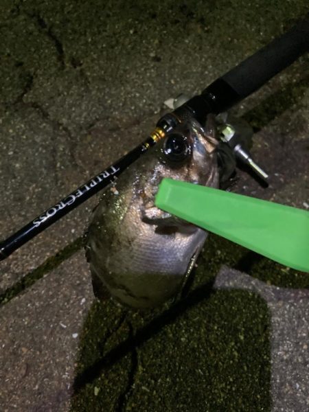 トリプルクロスで春メバリング