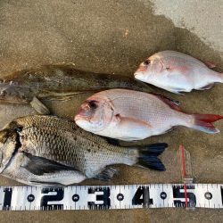 久しぶりのタイラバ