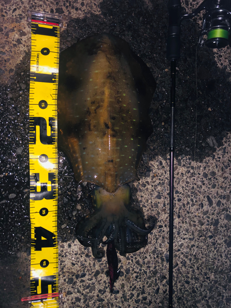 月夜に釣られて