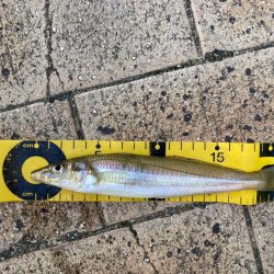 今シーズンファーストキス