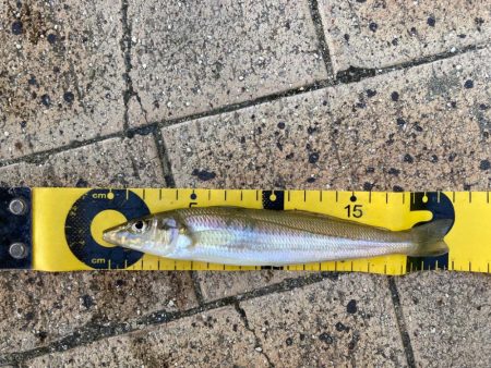 今シーズンファーストキス