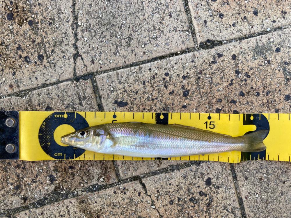 今シーズンファーストキス