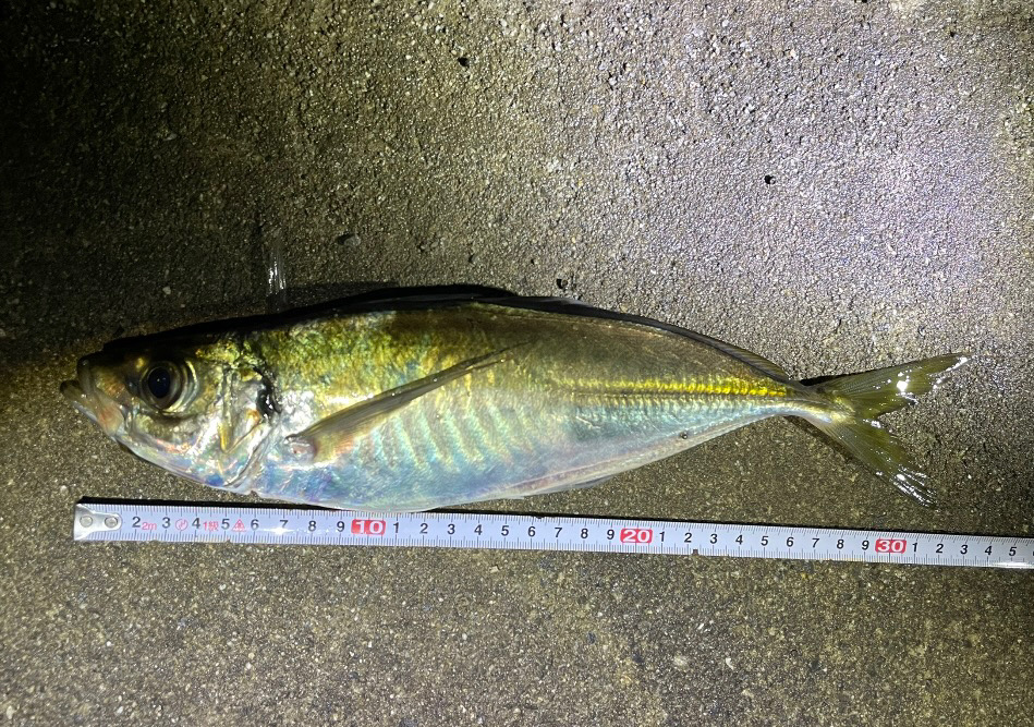 産卵前アジング