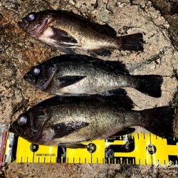 泣き尺メバリング