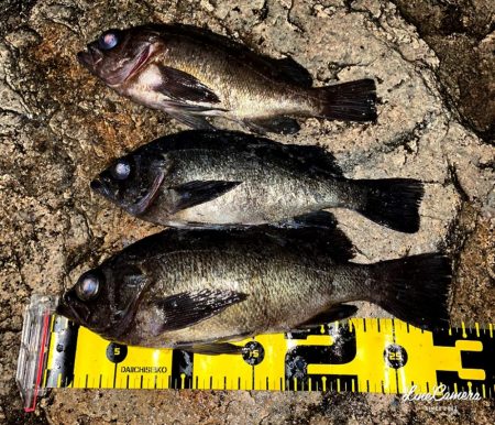 泣き尺メバリング