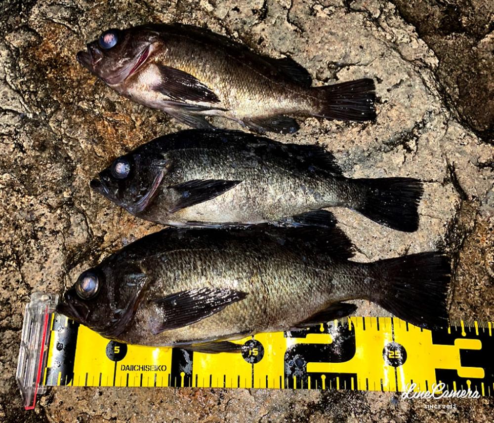 泣き尺メバリング