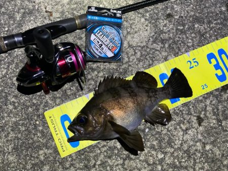 好調続く明石のメバル