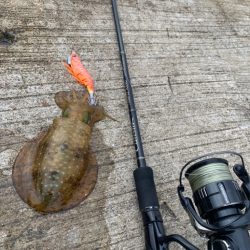 春イカサイズには程遠い