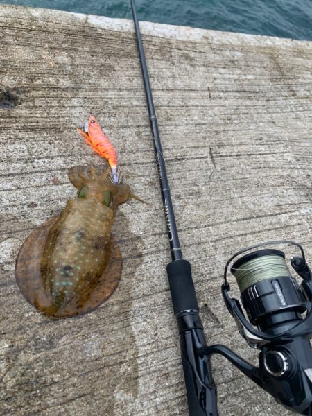 春イカサイズには程遠い