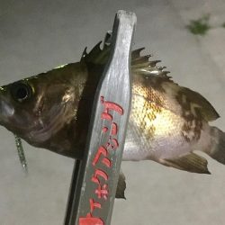 豆アジ感覚で小メバリング