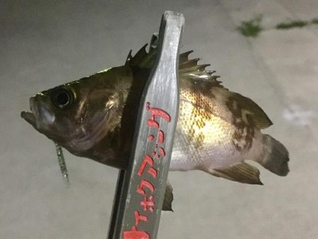 豆アジ感覚で小メバリング