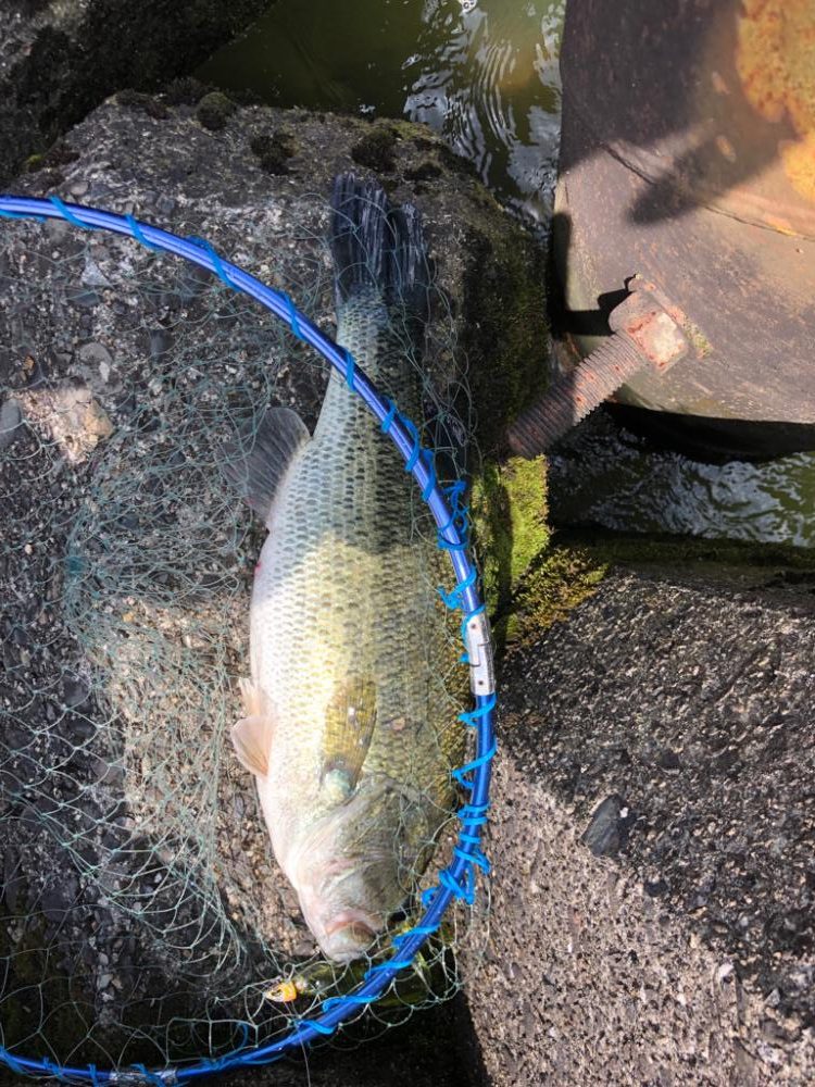 安定のスイムジグ