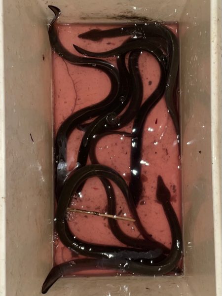 短時間でうなぎ釣り