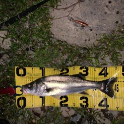 先日のおさらい