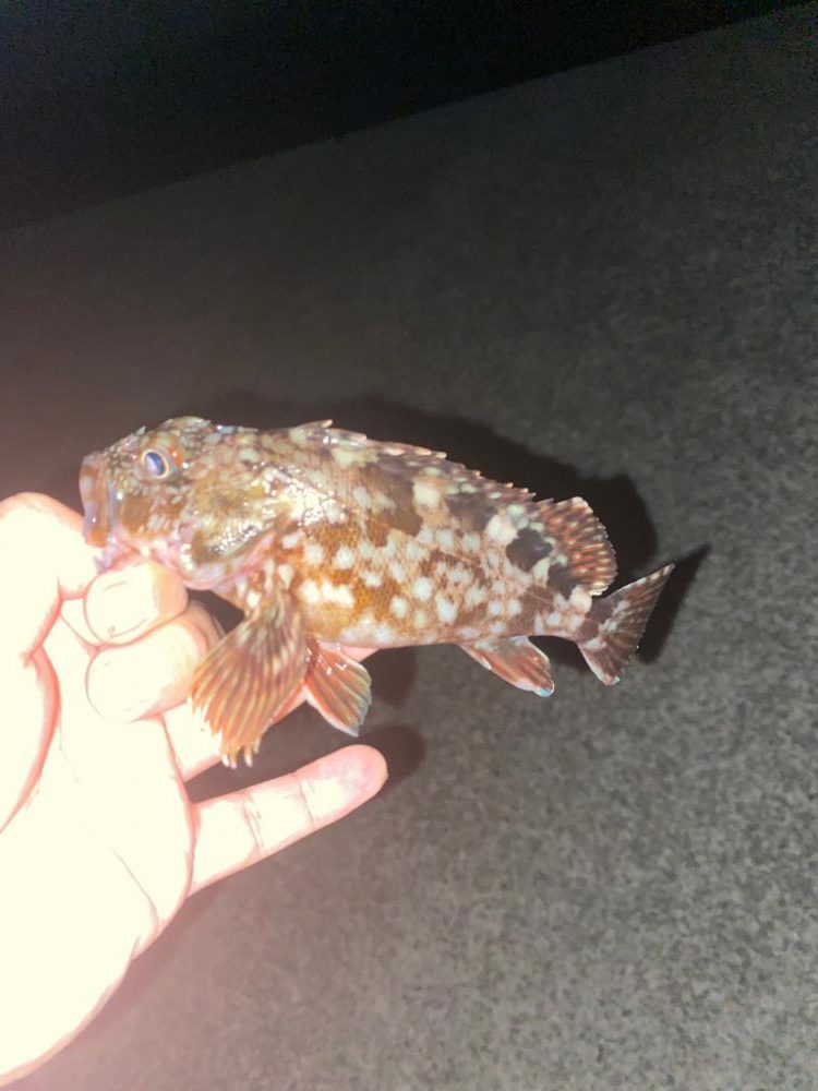 やっぱり釣りは楽しいなぁ