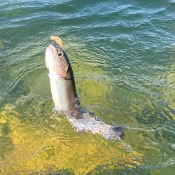 高島の泉でエリアトラウト