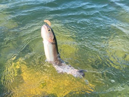 高島の泉でエリアトラウト