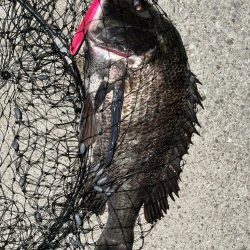 バチ抜けでチヌ