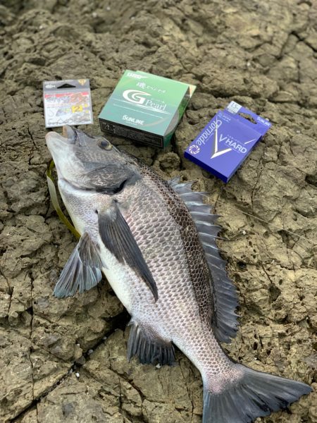 ノッコミチヌ最盛期