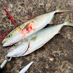 過去1のナブラ祭り