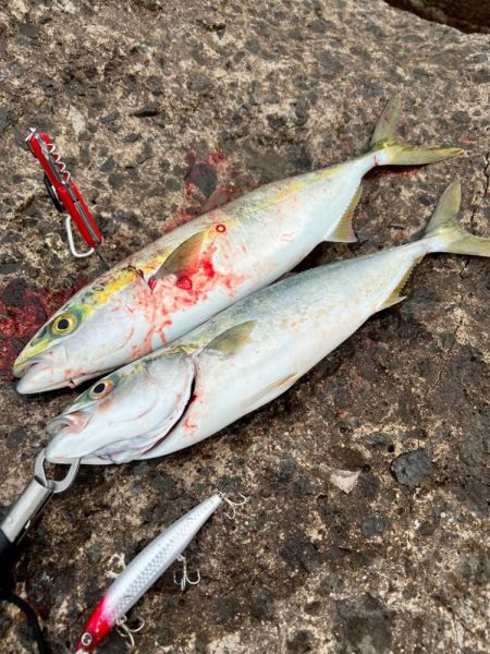 過去1のナブラ祭り