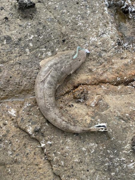 またまたマゴチ