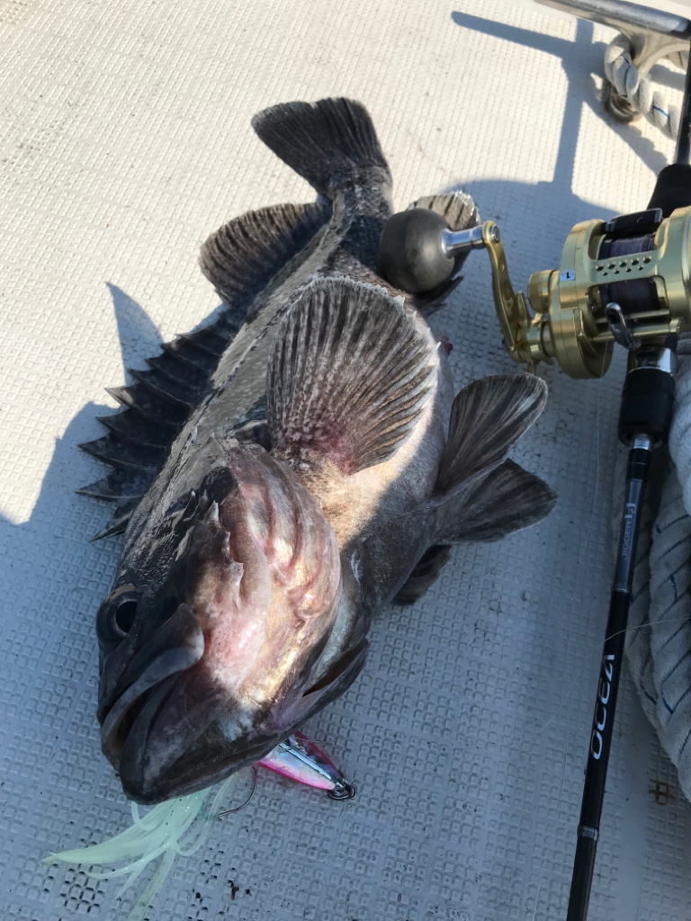 鳥取沖で、ネギング
