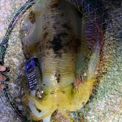 レジ袋並みアオリイカ