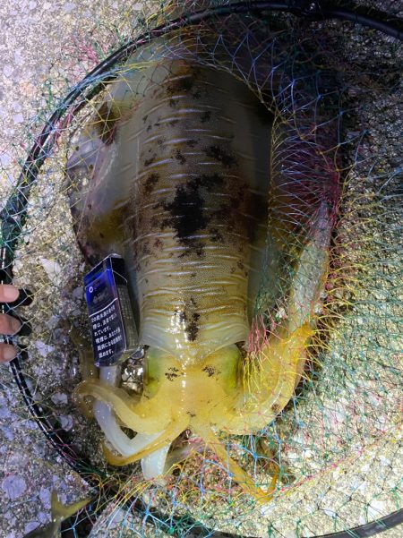 レジ袋並みアオリイカ