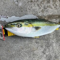 神戸　ショアジギング