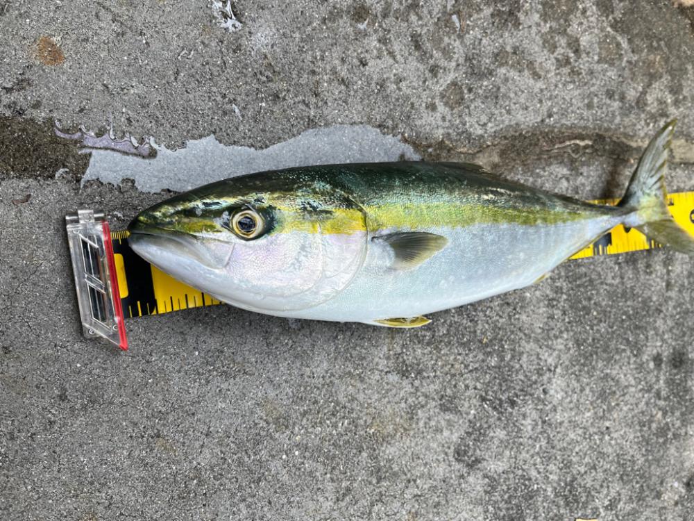 神戸　ショアジギング