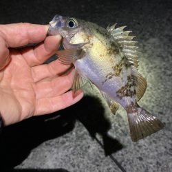 明石海峡メバリング