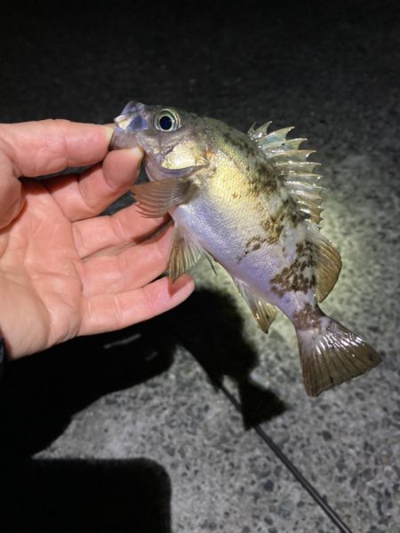 明石海峡メバリング