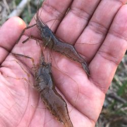 再び、手長エビを調査